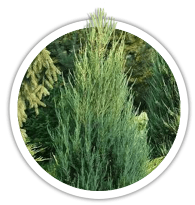 Ялівець скельный / Juniperus scopulorum